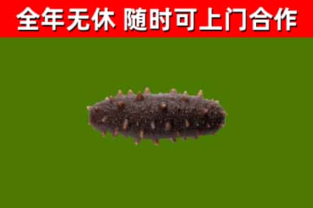 泽州县回收海参干